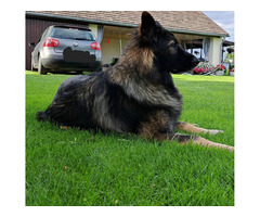 Owczarek staroniemiecki szczenięta - 2