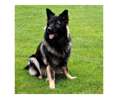 Owczarek staroniemiecki szczenięta - 3