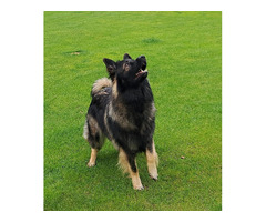 Owczarek staroniemiecki szczenięta - 4