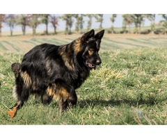 Owczarek staroniemiecki szczenięta - 5