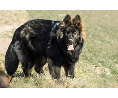 Owczarek staroniemiecki szczenięta - 6