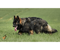 Owczarek staroniemiecki szczenięta - 7