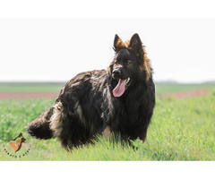 Owczarek staroniemiecki szczenięta - 8