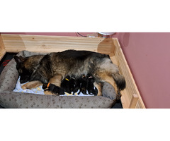 Owczarek staroniemiecki szczenięta - 10