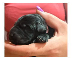 Owczarek staroniemiecki szczenięta - 11