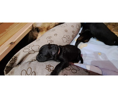 Owczarek staroniemiecki szczenięta - 12