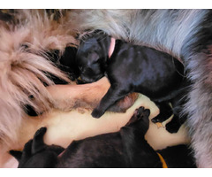 Owczarek staroniemiecki szczenięta - 13