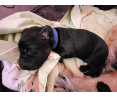 Owczarek staroniemiecki szczenięta - 14