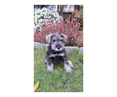 Sznaucer Miniaturowy pieprz I sól FCI ZKwP - 1