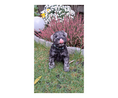 Sznaucer Miniaturowy pieprz I sól FCI ZKwP - 2