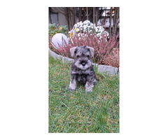 Sznaucer Miniaturowy pieprz I sól FCI ZKwP - 3