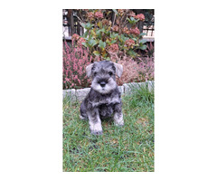 Sznaucer Miniaturowy pieprz I sól FCI ZKwP - 4