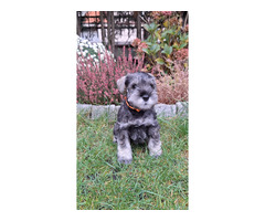 Sznaucer Miniaturowy pieprz I sól FCI ZKwP - 6