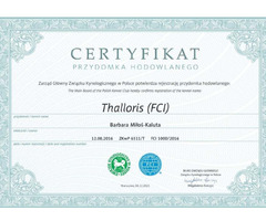 Sznaucer Miniaturowy pieprz I sól FCI ZKwP - 7