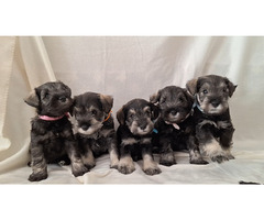 Sznaucer Miniaturowy pieprz I sól FCI ZKwP - 8