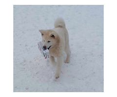 Akita inu od zoopsychologa - 2