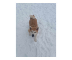 Akita inu od zoopsychologa - 3