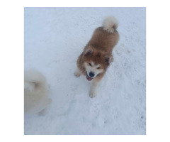 Akita inu od zoopsychologa - 4