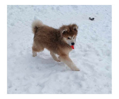 Akita inu od zoopsychologa - 5