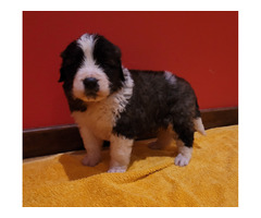 szczeniaki moskiewski strózujacy - 1