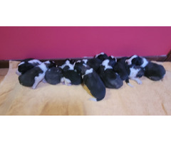 szczeniaki moskiewski strózujacy - 2