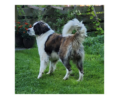 szczeniaki moskiewski strózujacy - 3