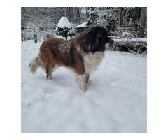 szczeniaki moskiewski strózujacy - 4