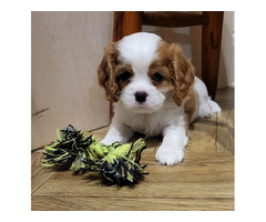 Cavalier King Charles Spaniel FCI - 1