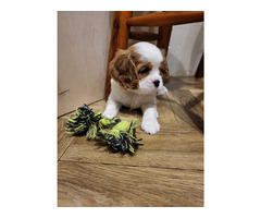 Cavalier King Charles Spaniel FCI - 2