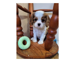 Cavalier King Charles Spaniel FCI - 3