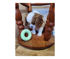 Cavalier King Charles Spaniel FCI - 4
