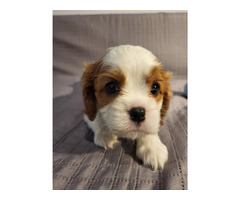 Cavalier King Charles Spaniel FCI - 5