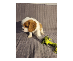 Cavalier King Charles Spaniel FCI - 6