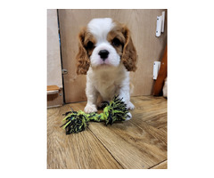 Cavalier King Charles Spaniel FCI - 2