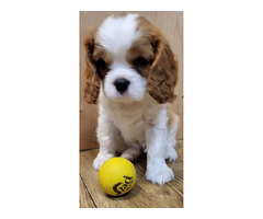 Cavalier King Charles Spaniel FCI - 3