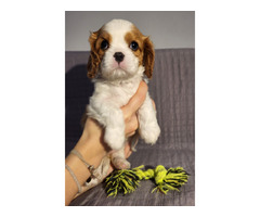 Cavalier King Charles Spaniel FCI - 4