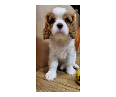 Cavalier King Charles Spaniel FCI - 6