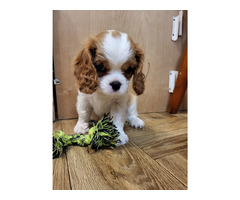 Cavalier King Charles Spaniel FCI - 7