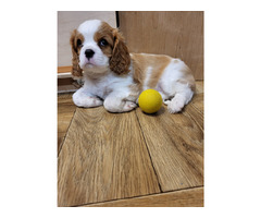 Cavalier King Charles Spaniel FCI - 1