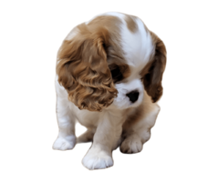 Cavalier King Charles Spaniel FCI - 8