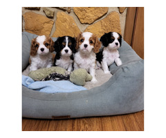 Cavalier King Charles Spaniel FCI - 9