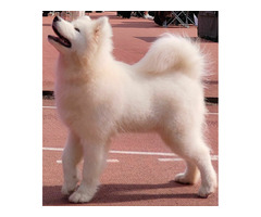 Niesamowity szczeniak samojeda - 1