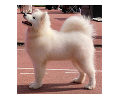 Niesamowity szczeniak samojeda - 2