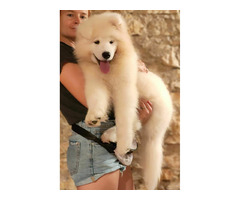 Niesamowity szczeniak samojeda - 3