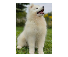 Niesamowity szczeniak samojeda - 4