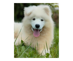 Niesamowity szczeniak samojeda - 5