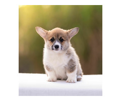 Welsh corgi pembroke y - 1