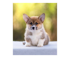 Welsh corgi pembroke y - 2