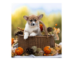 Welsh corgi pembroke y - 3