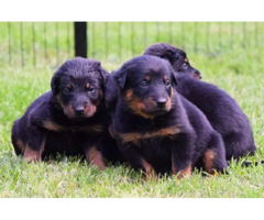 Owczarek francuski beauceron - szczenięta - 1
